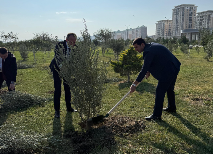 Sumqayıt Bələdiyyəsi tərəfindən 1000 ədəd zeytun ağacı əkilib - FOTOLAR